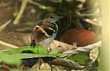 Banded Antbirdborder=